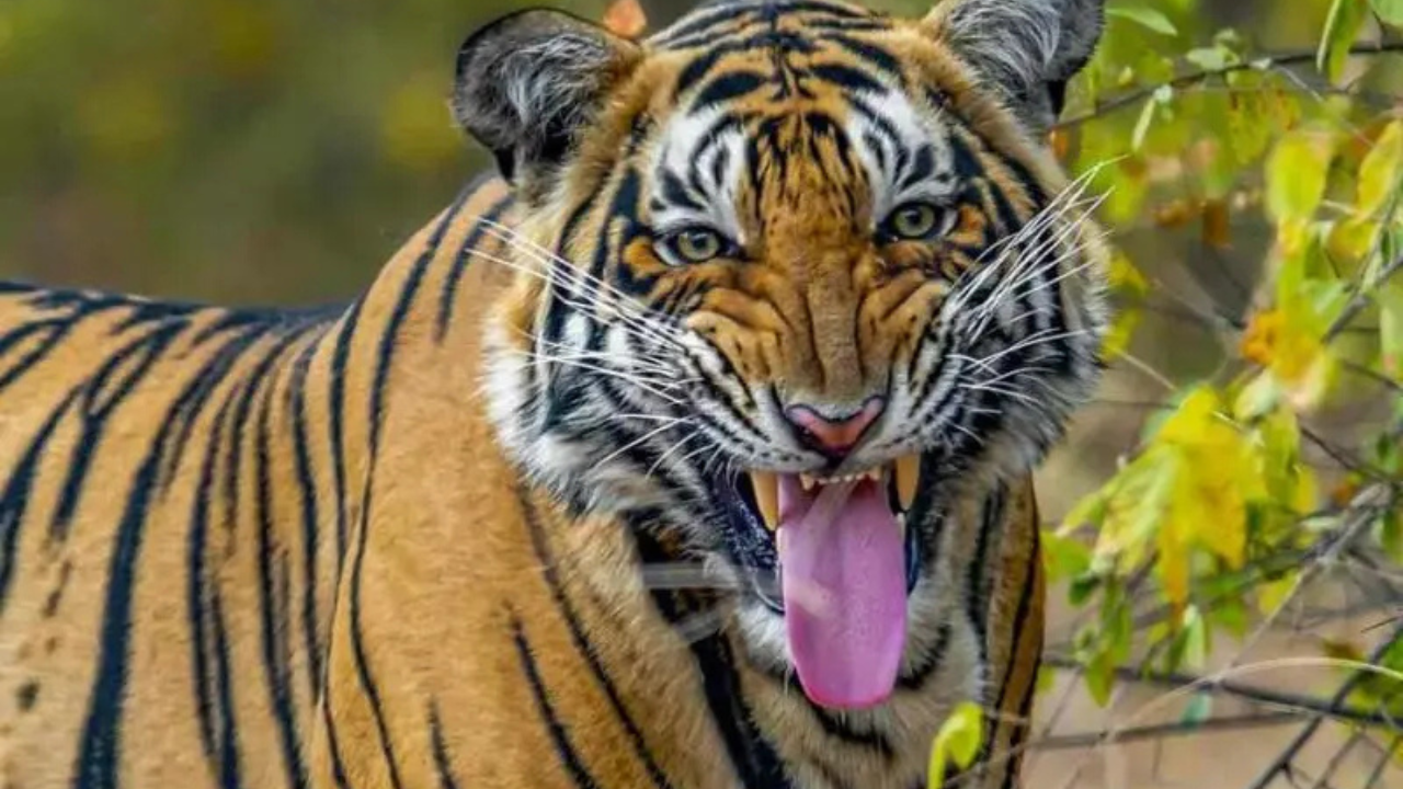 বাঘিনী জিনাতকে ধরতে নানান পশুর টোপ