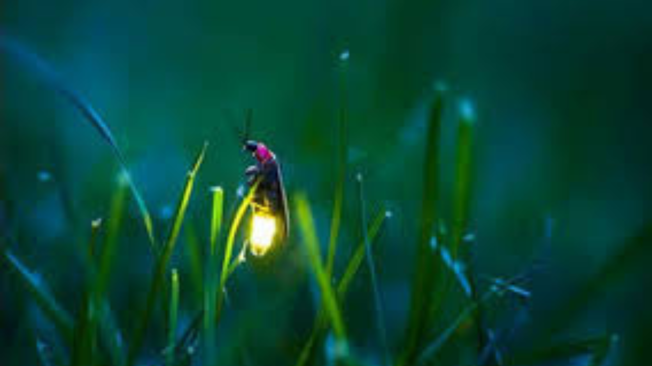 গ্রাম বাংলায় হারিয়ে যাচ্ছে জোনাকি