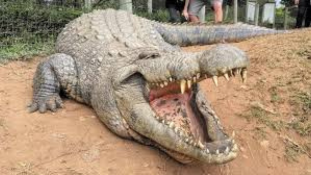 বিশ্বের সবচেয়ে বয়স্ক কুমির হেনরির ১২৪ বছরের দীর্ঘ জীবনের রহস্য জানুন