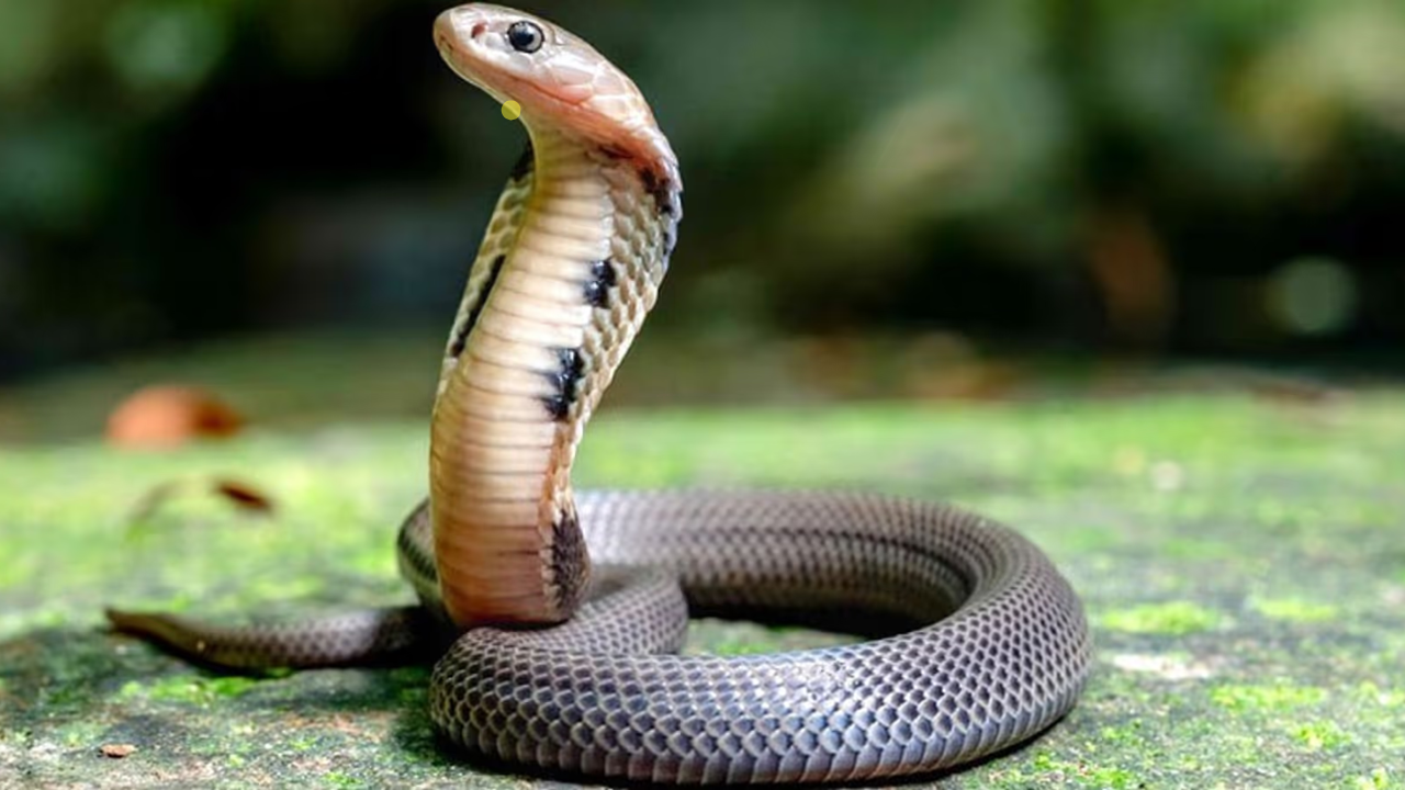 সাপ থেকে বাঁচতে বাড়ির আশপাশে যেসব গাছ লাগানো উচিত নয়