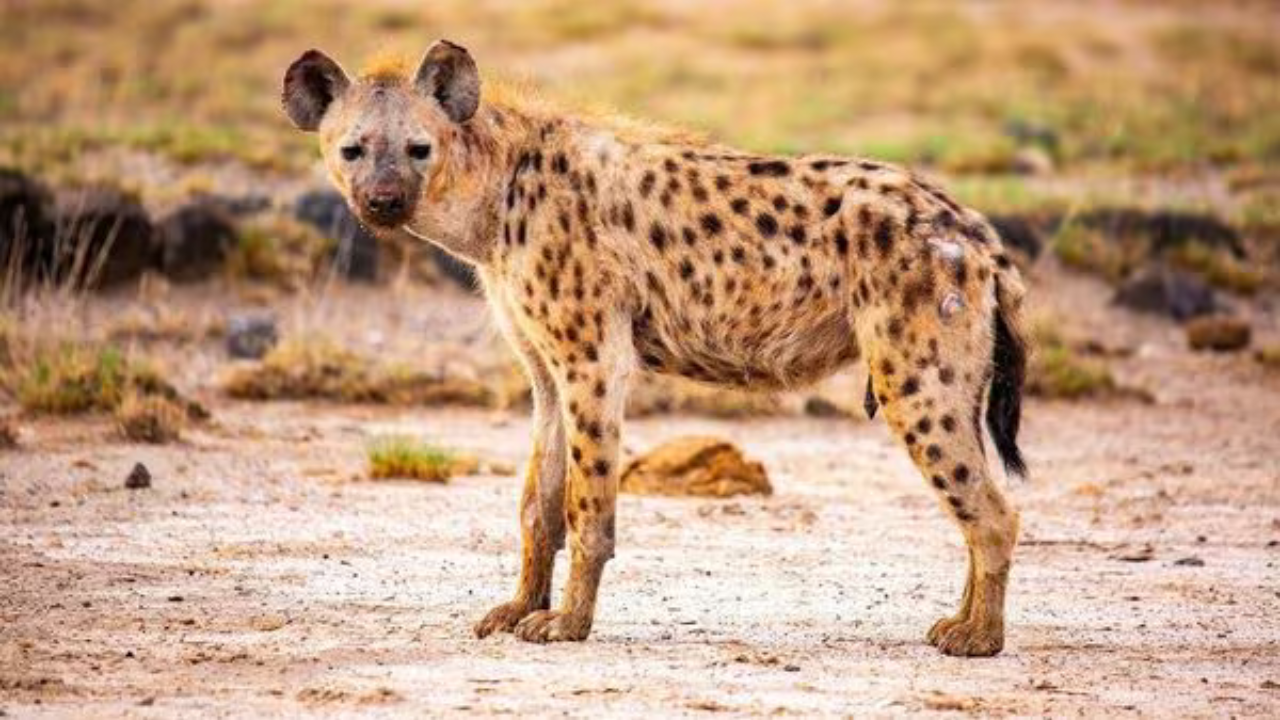 দুর্গাপুরে হঠাৎ হায়নার তাণ্ডব