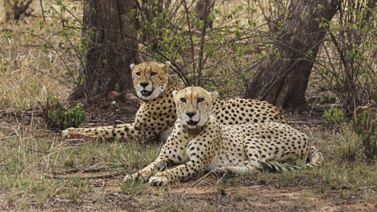 নতুন বছরে আফ্রিকা থেকে আরও ২০টি চিতা আনছে ভারত