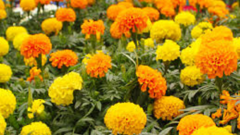 শীতকালে গাঁদা গাছের সঠিক পরিচর্যা করার সহজ পদ্ধতি জানুন