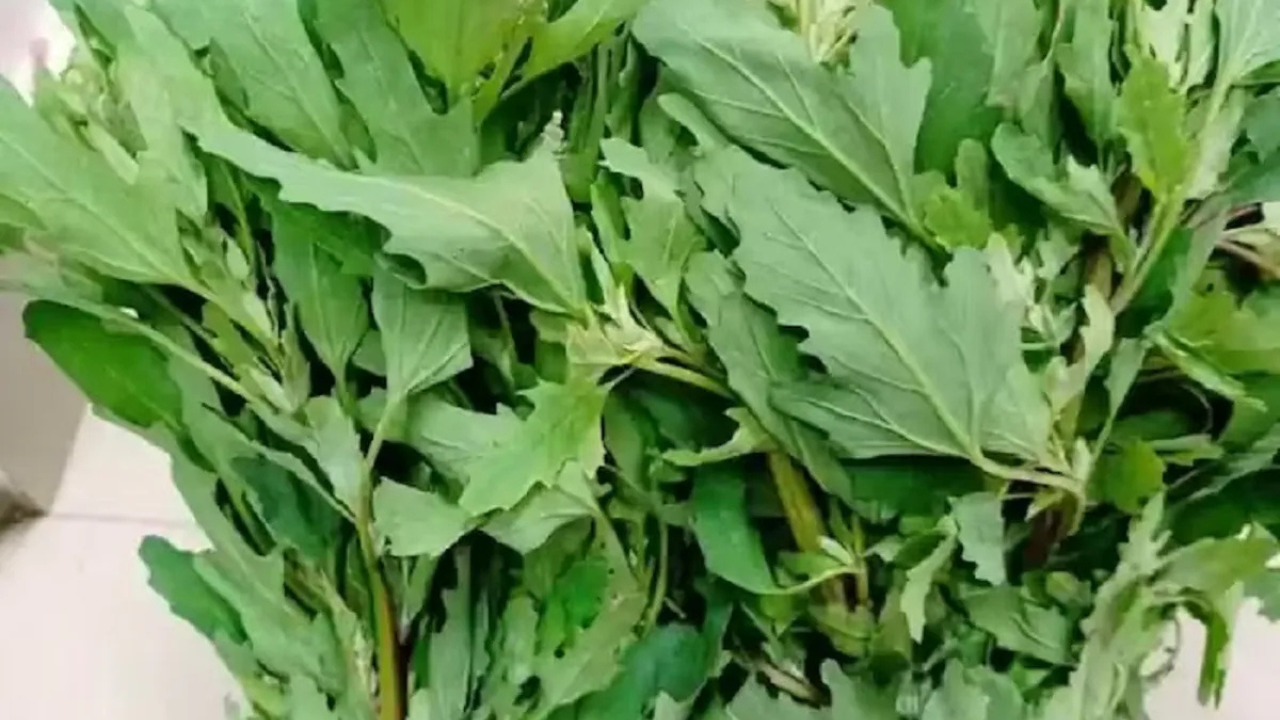 পোড়া জায়গায় ওষুধের থেকেও দ্রুত কাজ করবে এই শাকের রস