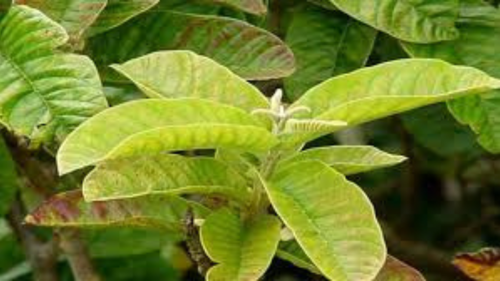 পেয়ারা পাতার ম্যাজিকে ভ্যানিশ হবে চুলের সব সমস্যা