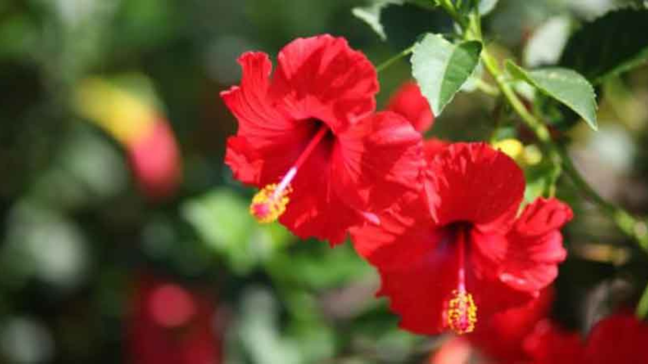 জবা গাছে ফুলের বাহার