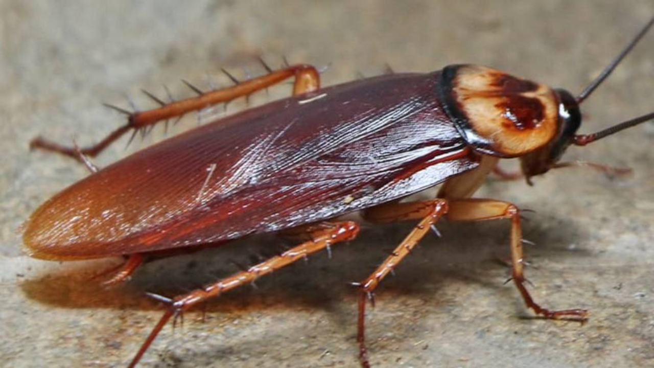 ঘরকে আরশোলা মুক্ত রাখবেন কিভাবে?
