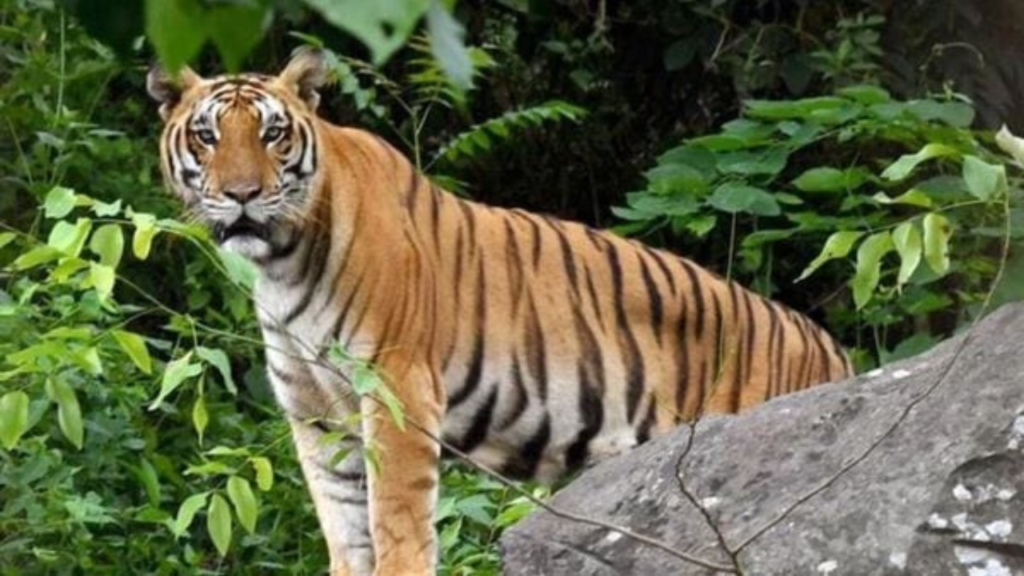 ঝাড়গ্রামে ফের বাঘের আতঙ্ক