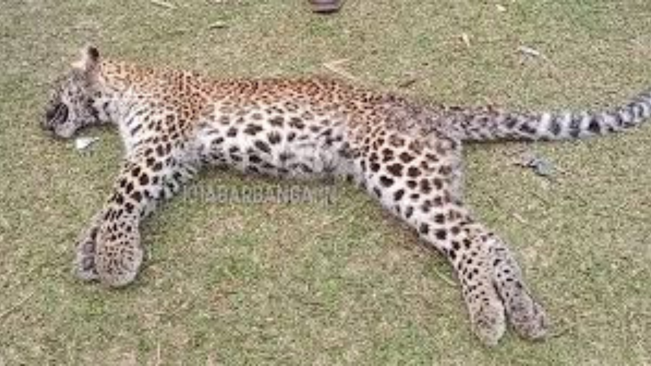 চিতাবাঘের মৃতদেহ