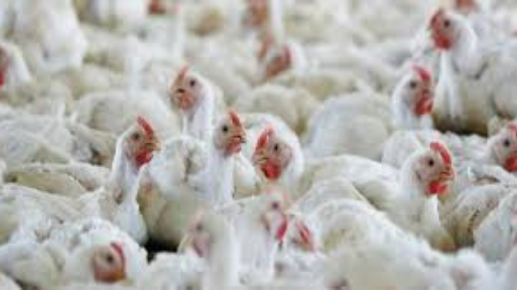 বার্ড ফ্লু ভাইরাস