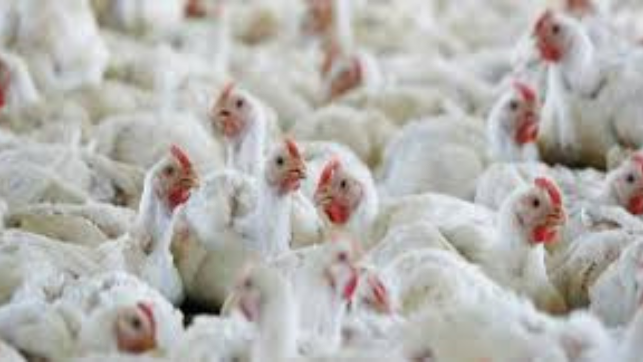 বার্ড ফ্লু ভাইরাস