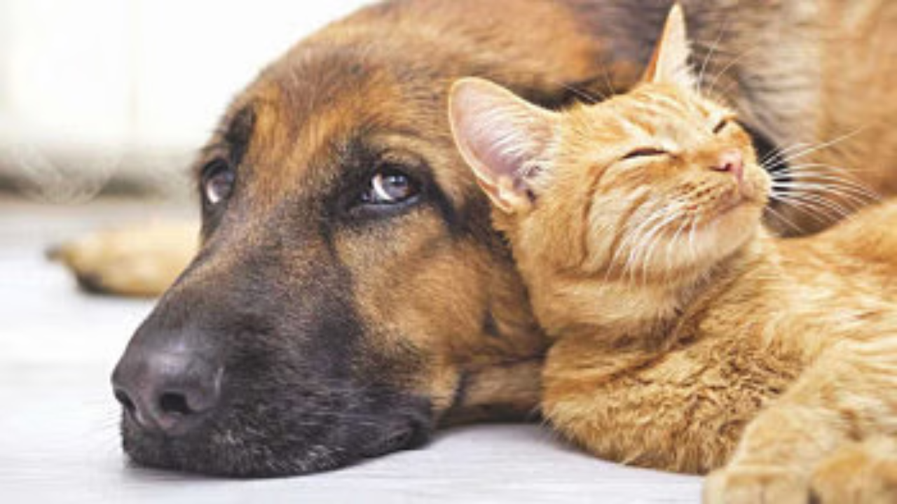 পোষা প্রাণীর ফুসফুসের যত্ন