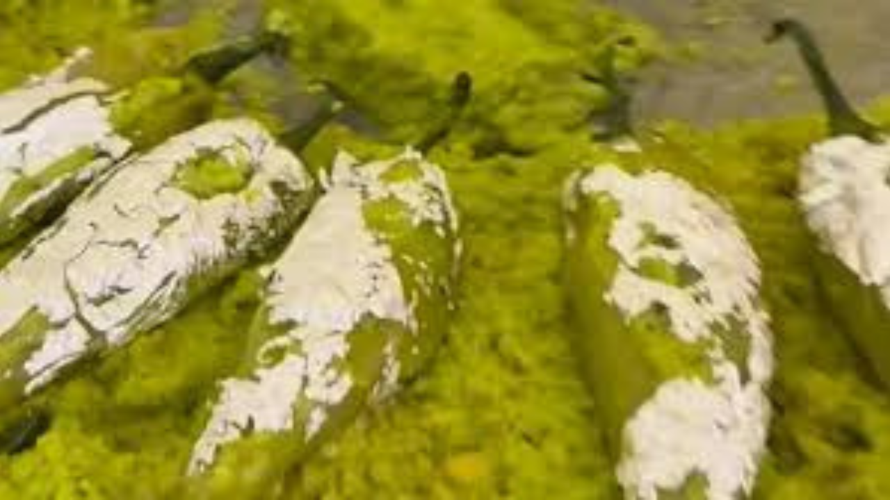 'লঙ্কার হালুয়া'