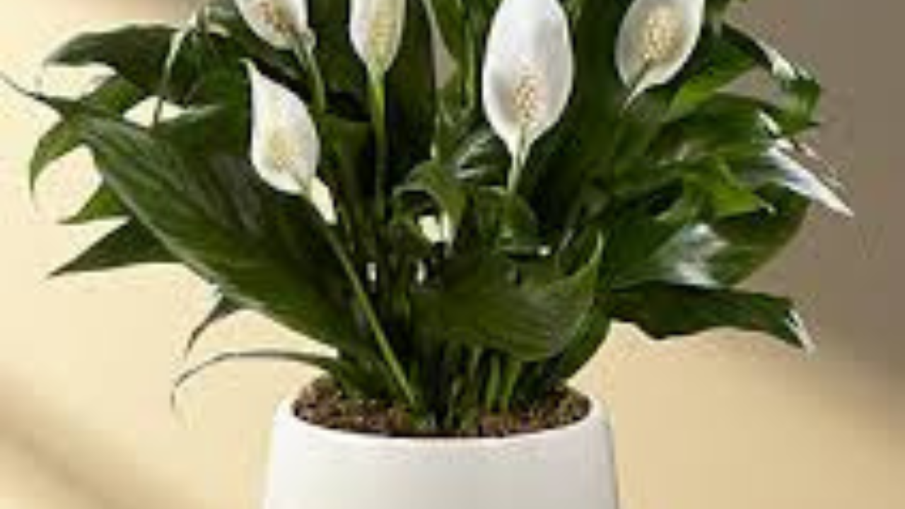 বাড়ির শোভাবর্ধক গাছের যত্নের টিপস