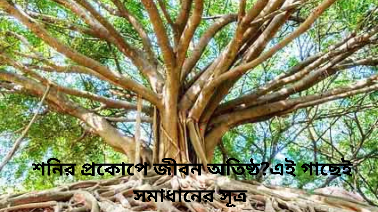 অশ্বত্থ গাছ