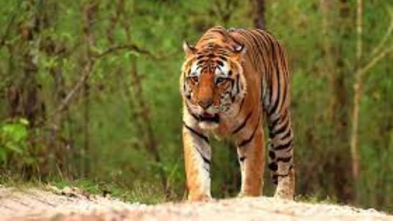 জিনাতকে সুস্থ অবস্থায় ধরার জন্য