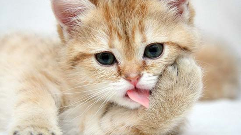 বিড়াল পুষছেন? আপনি কি জানেন তারা কখন কি আপনাকে বঝাতে চাইছে?