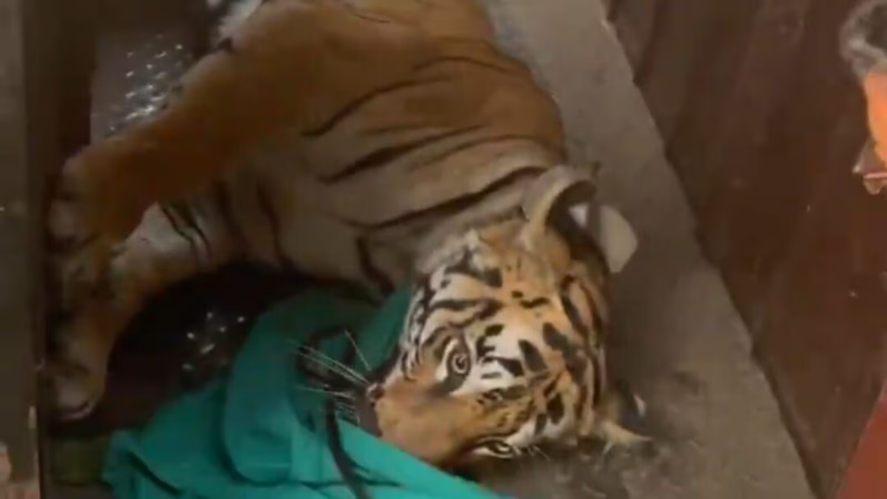 বাঘিনি জ়িনত ফিরল ওড়িশায়