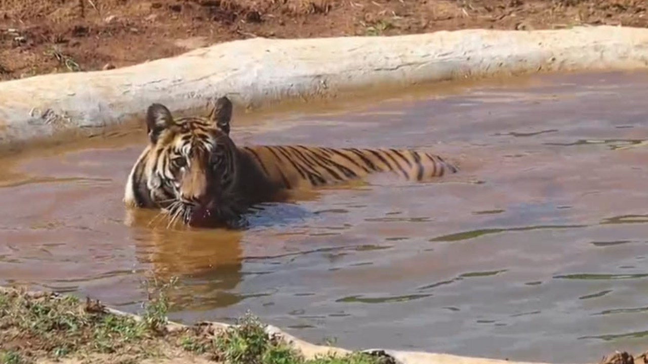 বাঘিনী জ়িনত ফিরল নিজের ঘর সিমলিপালে