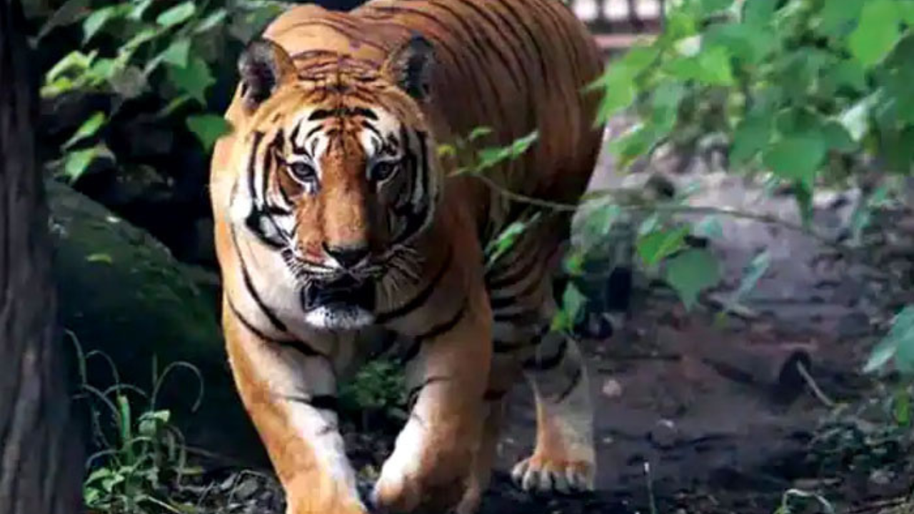 আবার বাঘের আতঙ্ক এবার কুলতলিতে