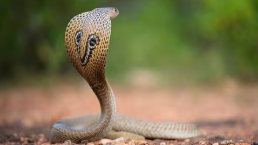 সাপ তাড়ানোর সঠিক এবং কার্যকর উপায় বাতলে দিল বনকর্মী