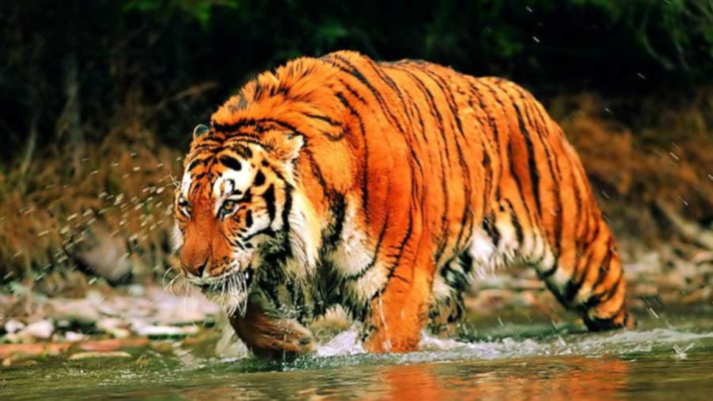 সুন্দরবনে ফিরল ‘অনুপ্রবেশকারী’ বাঘ