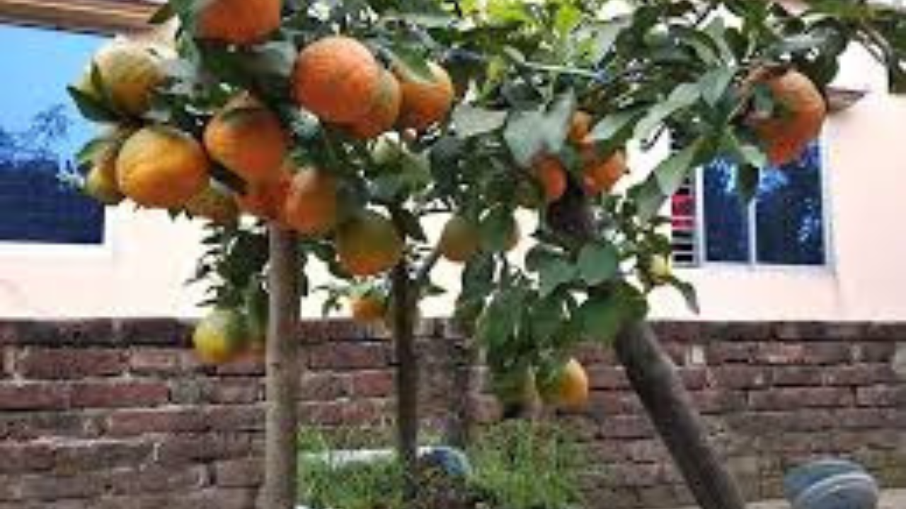 ছাদ বাগানে কমলালেবু চাষ করুন