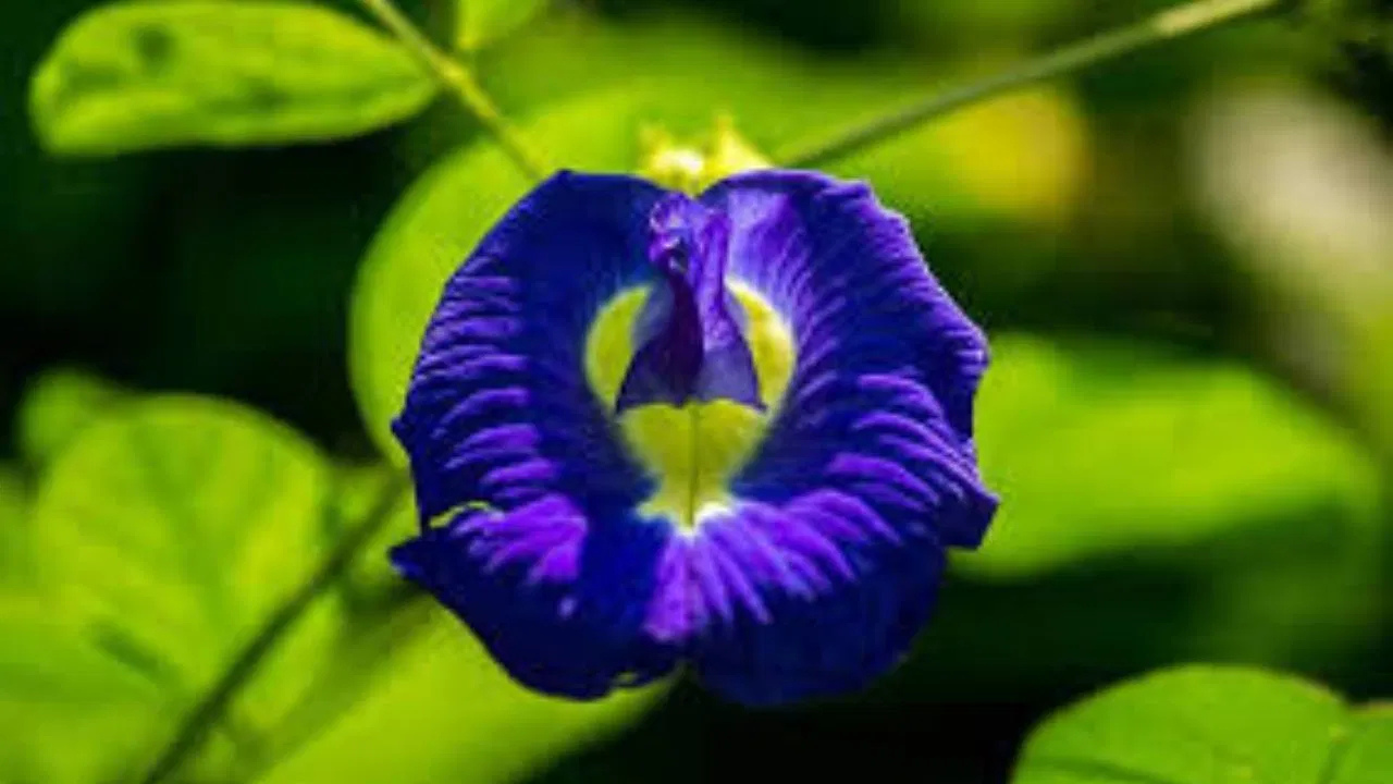 পৌষ পূর্ণিমায় এই ফুল অর্পণ করুন