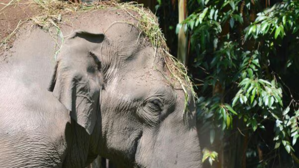 দলছুট হাতি আতঙ্ক