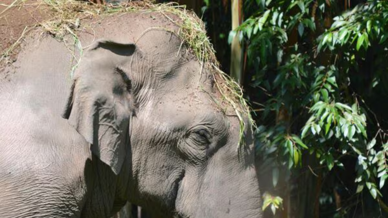 দলছুট হাতি আতঙ্ক