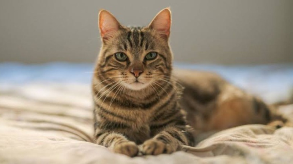 বেড়ালের কারণে চাকরি গেল তরুণীর