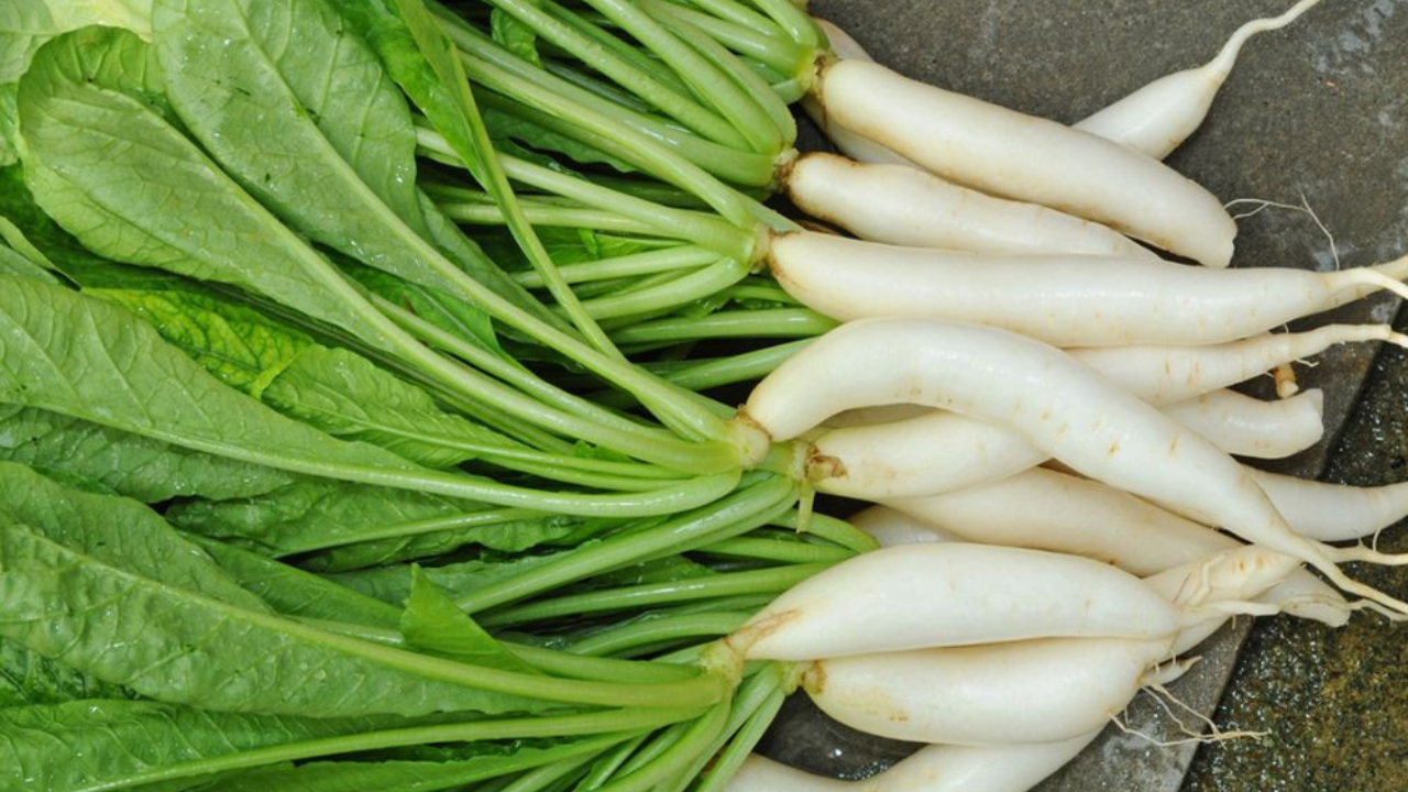 মুলোর পাতা শীতকালে আপনার ডায়েটে কেন থাকা উচিত জানেন