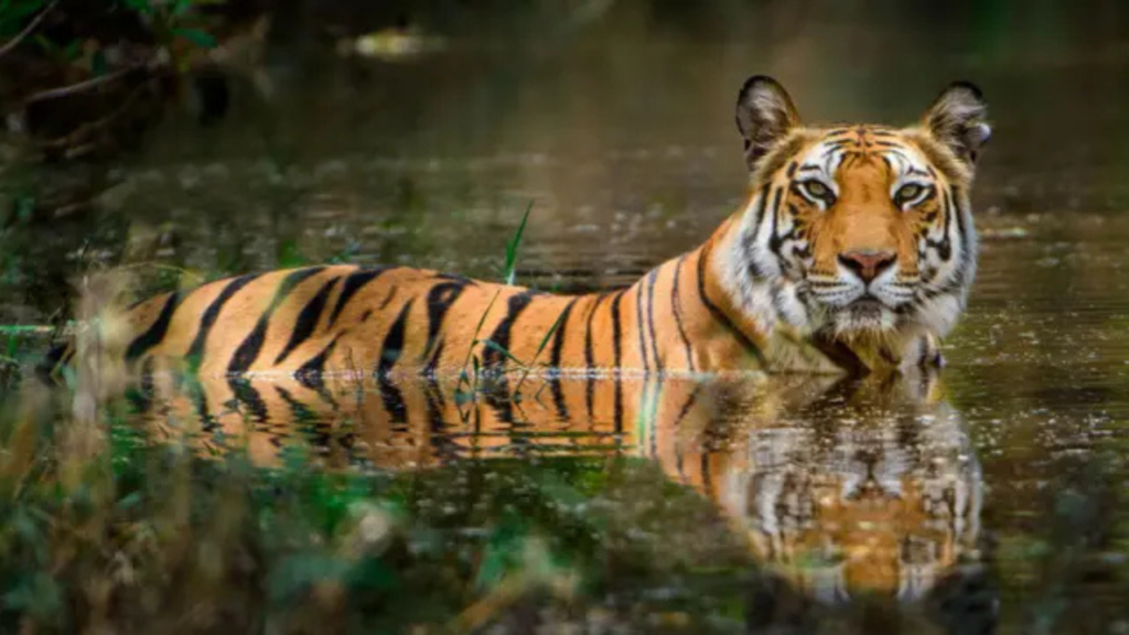 সুন্দরবনে বাঘের উৎপাত