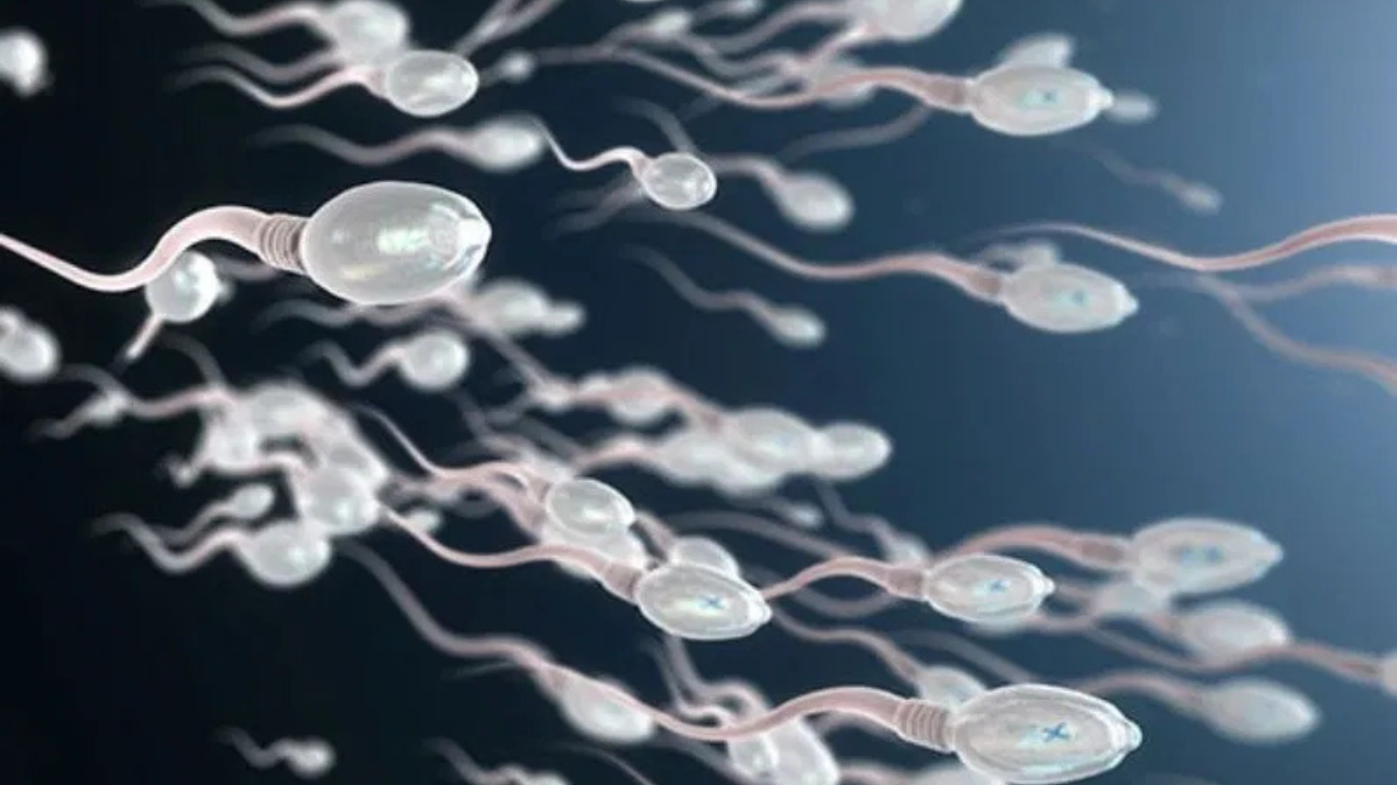 শক্তিশালী শুক্রাণু পেতে খান এই দশটি খাবার