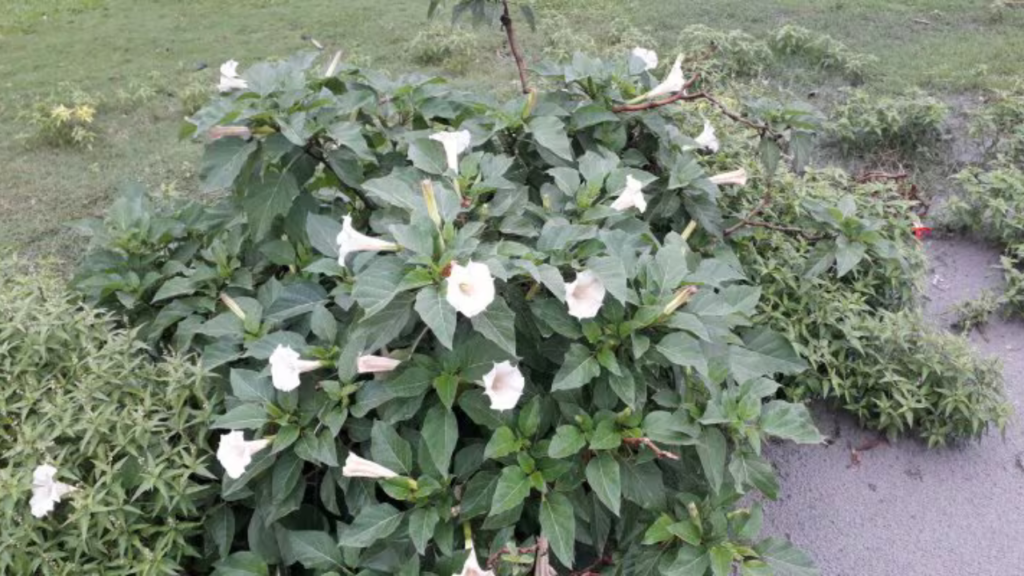 ধুতরা ফুলের পাতা, ব্যবহার নিয়ে কি বললেন NIH