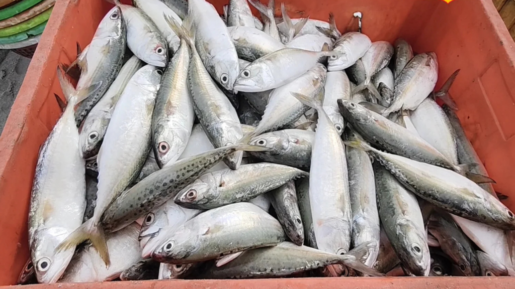 কুমুলা মাছ