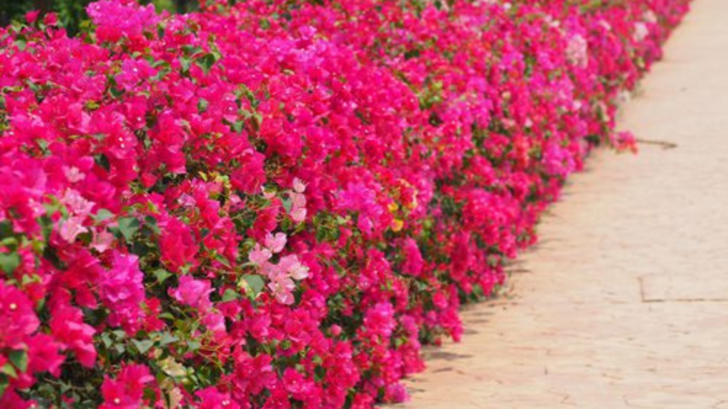 বোগেন ভ্যালিয়া গাছ