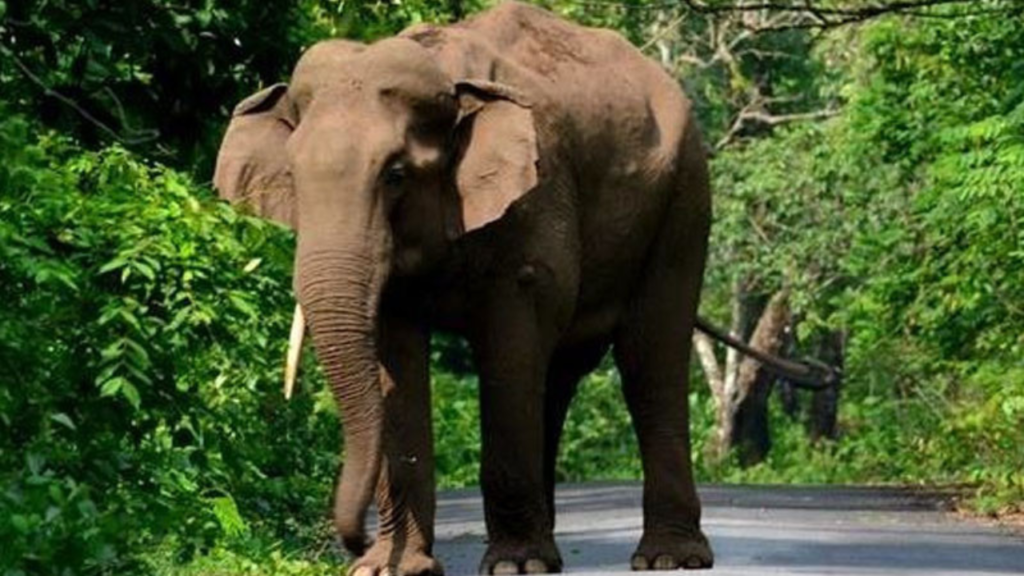 হাতির আক্রমণে আহত দুই কৃষক