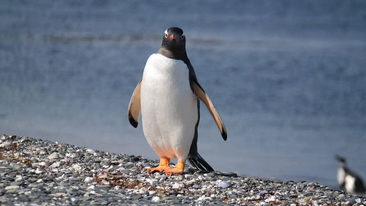 মানুষ ও প্রাণীর অসাধারণ বন্ধুত্ব