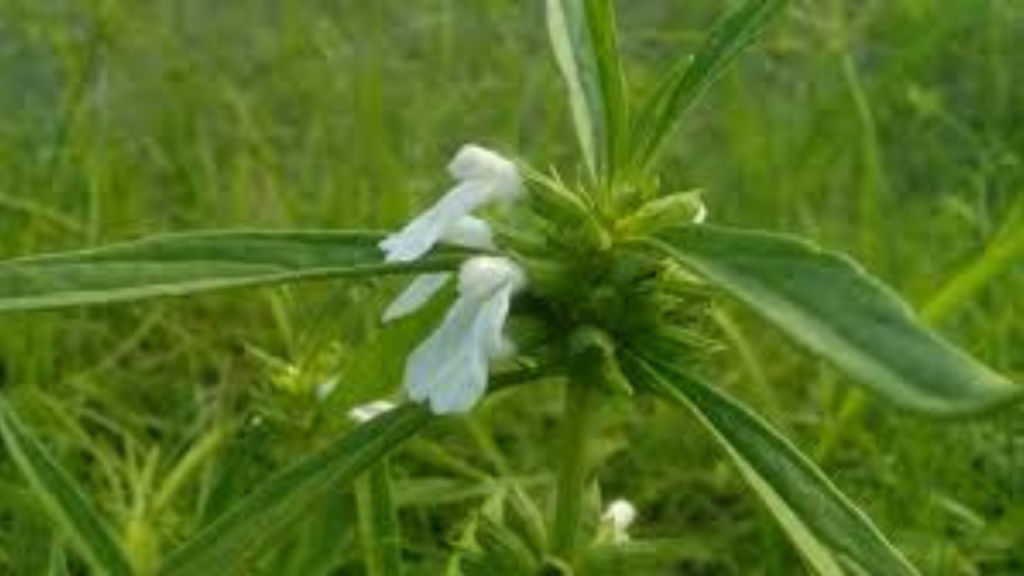 শ্বেতদ্রোণ বা ধুলফি শাক