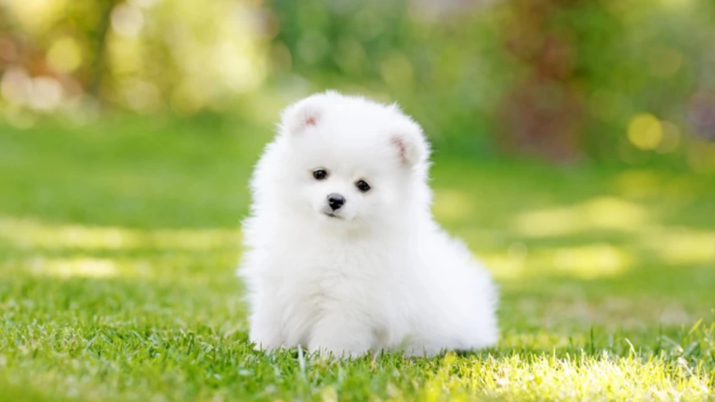 Pet Dog