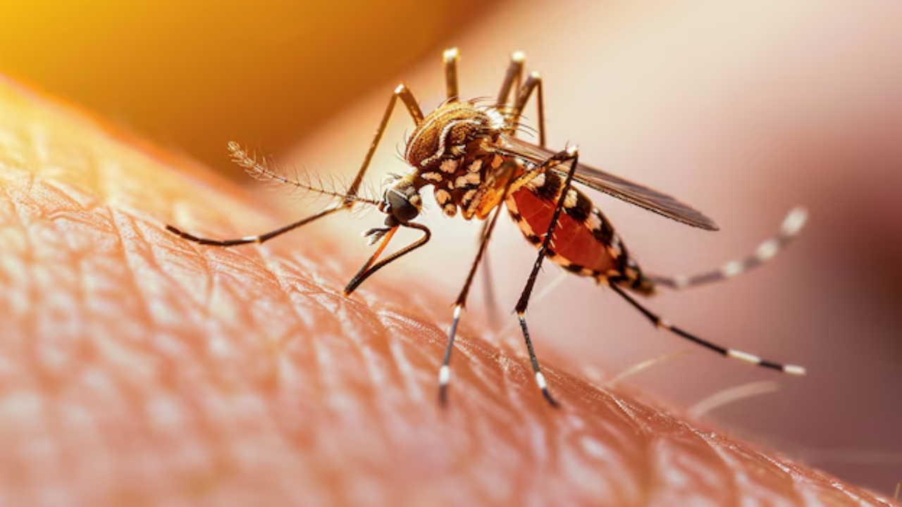 mosquito