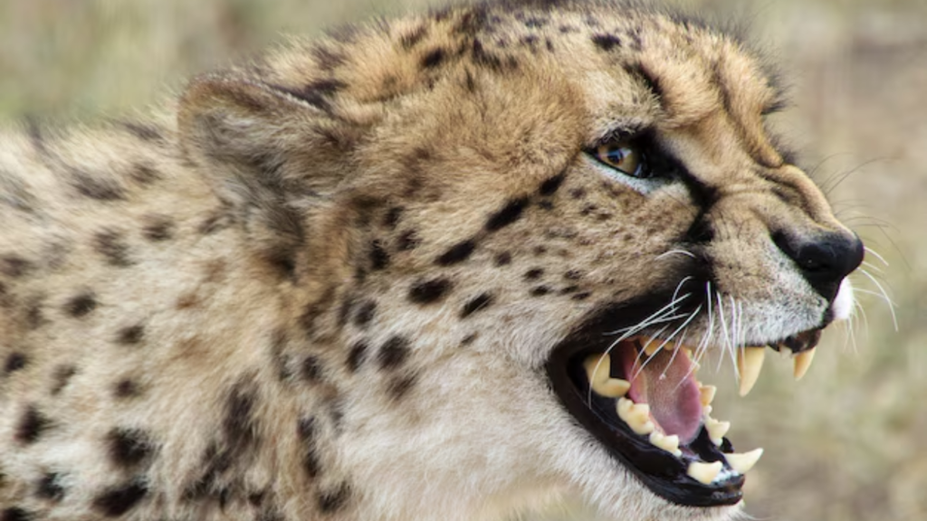 CHEETA