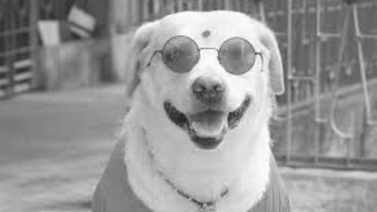 সমাজমাধ্যমে শোকের ছায়া :জনপ্রিয় সারমেয় সন্তুর মৃত্যু