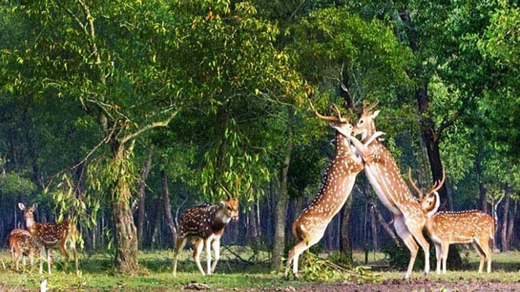 বিশ্ব বন্যপ্রাণী দিবসে সংরক্ষণের বার্তা সচিন-মোদী-রিজিজুর পোস্ট ভাইরাল