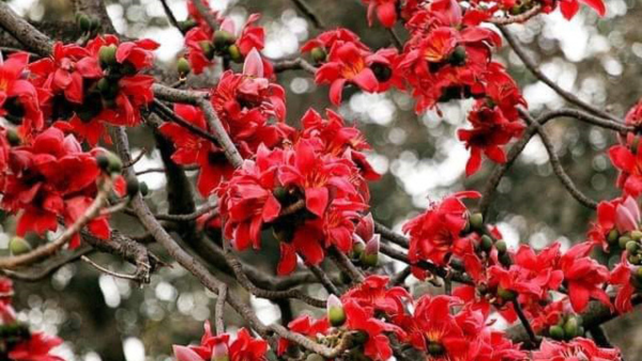 বসন্তের আগমনে রঙিন ফুলের সাজে গাছ এইসময় কিভাবে গাছের যত্ন নেবেন জেনে নিন