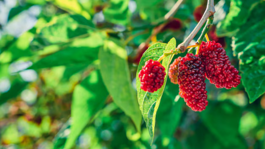 health benifits of mulberry