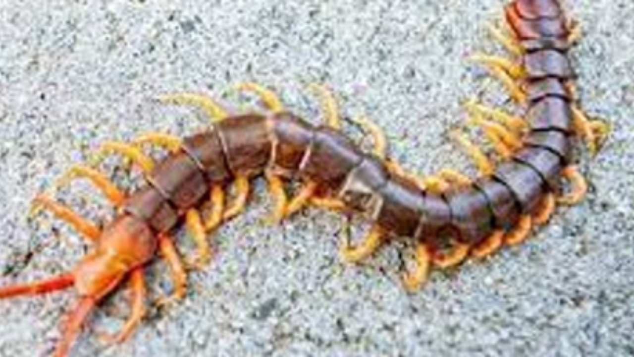 বাড়িতে বিছে দেখলেই মেরে ফেলছেন ?অজান্তেই ঘটিয়ে ফেলছেন বিপদ ! দেখে নিন বিছের শুভ অশুভ ইঙ্গিত