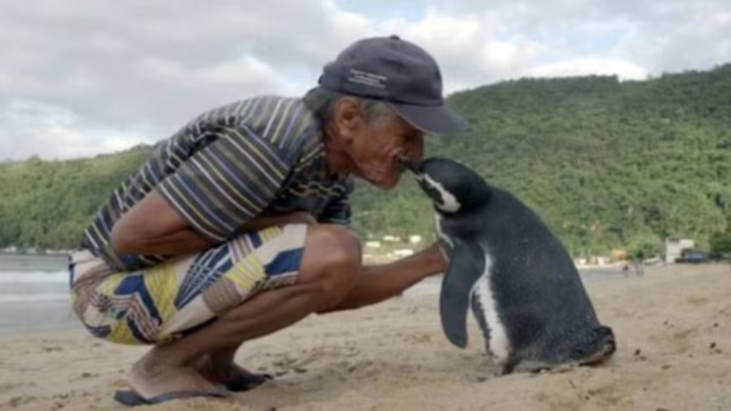 A penguin swims 5000 miles every year to visit the man who once save its life