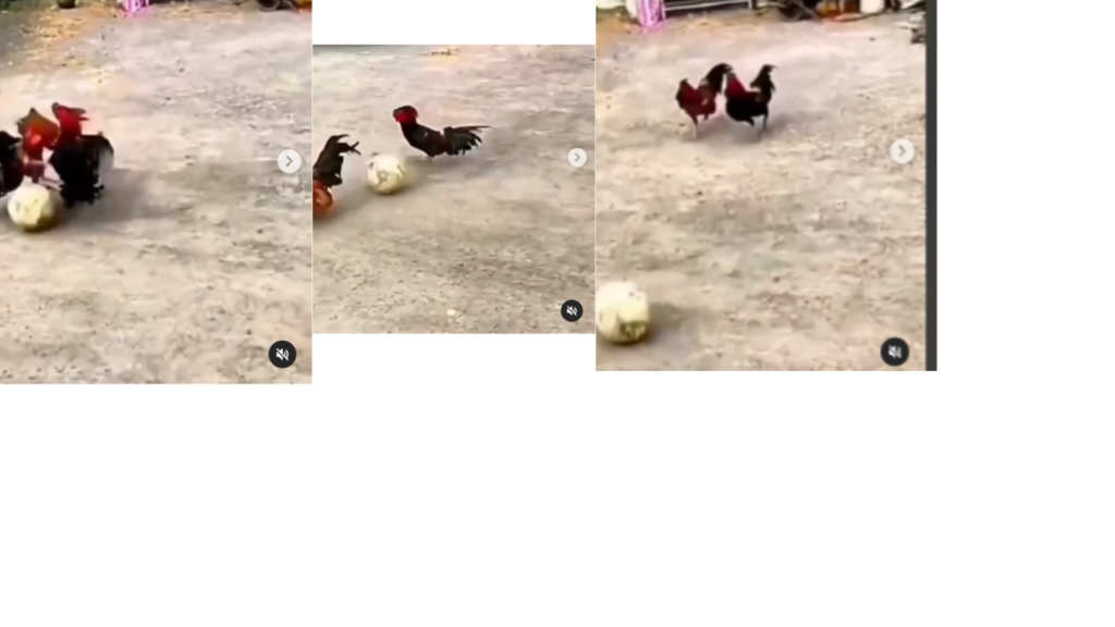  মুরগিরাও ফুটবল খেলে?